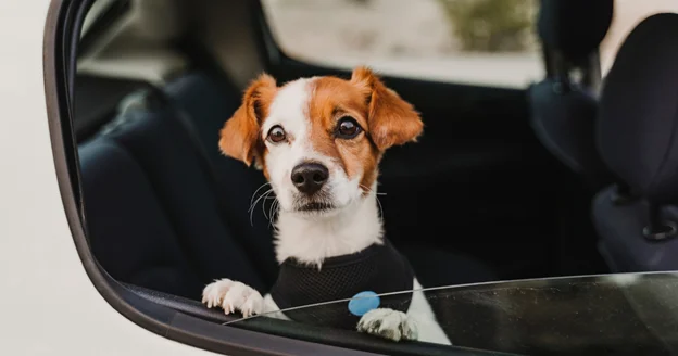 Dog-Friendly Vehicles: Low Lift-Over, Flat Floors & Tie-Downs